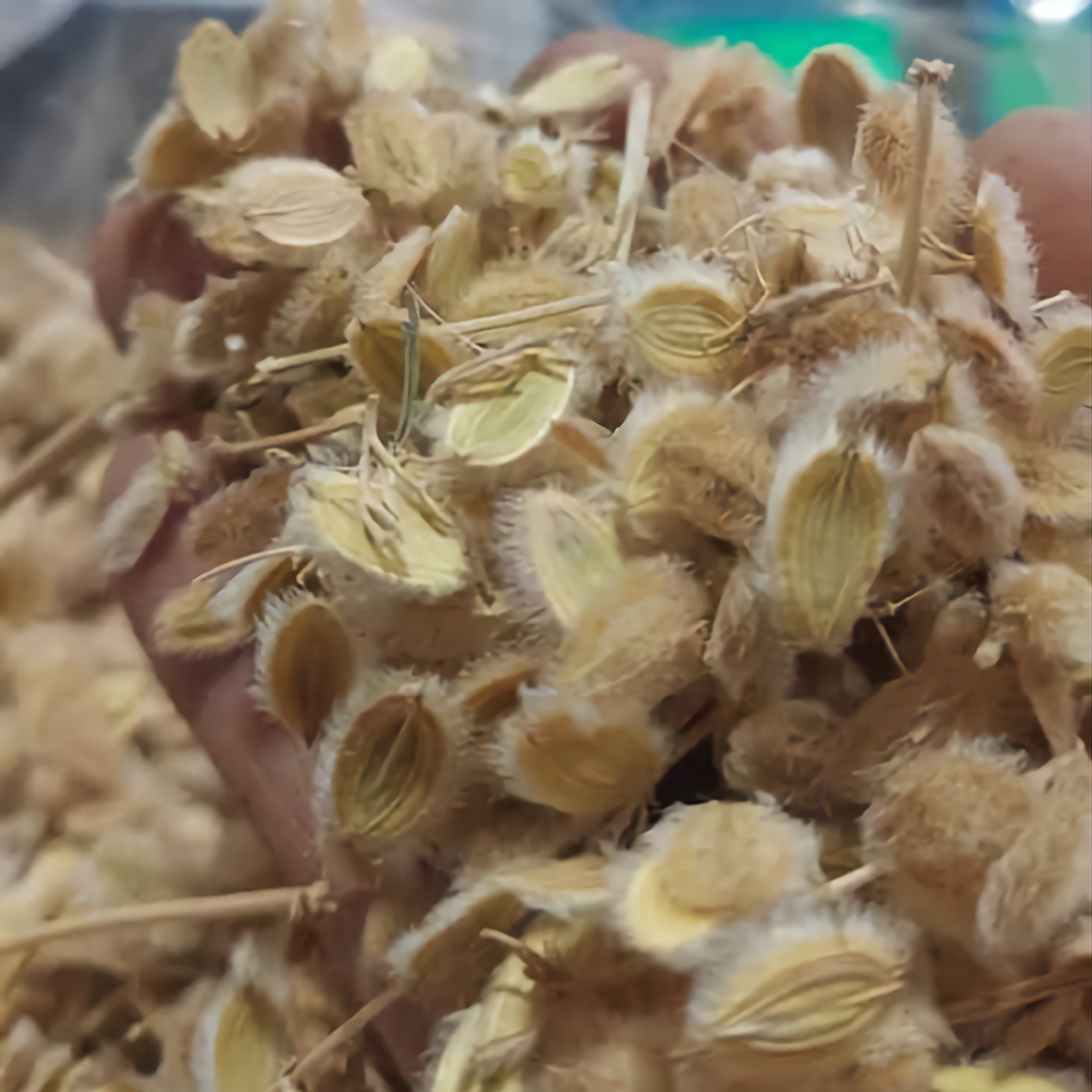 الكمون الصوفي → Cumin soufi