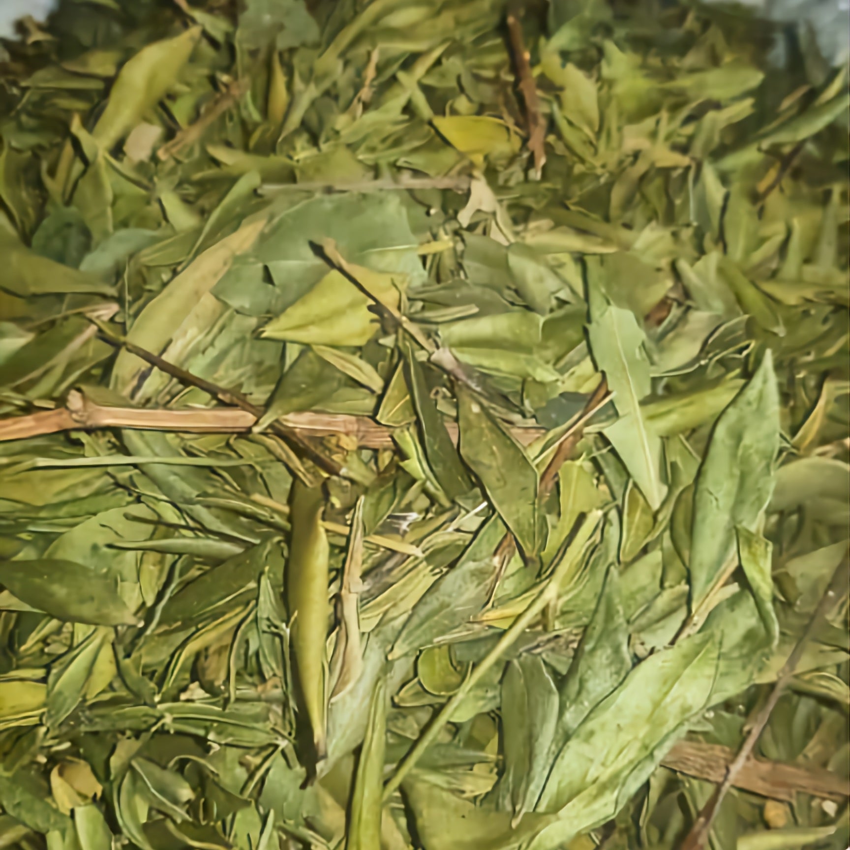 الريحان - Basilic