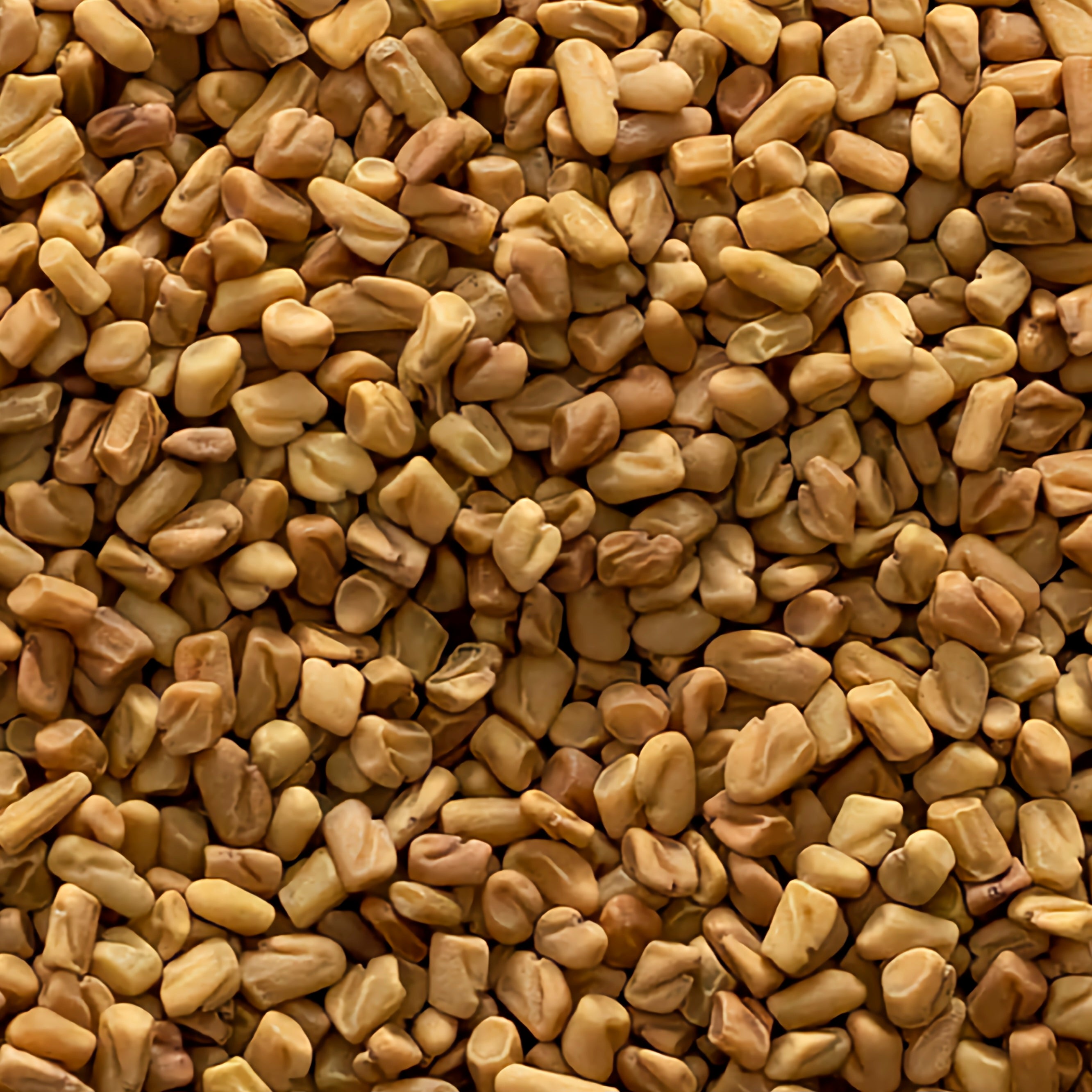 الحلبة → Fenugrec