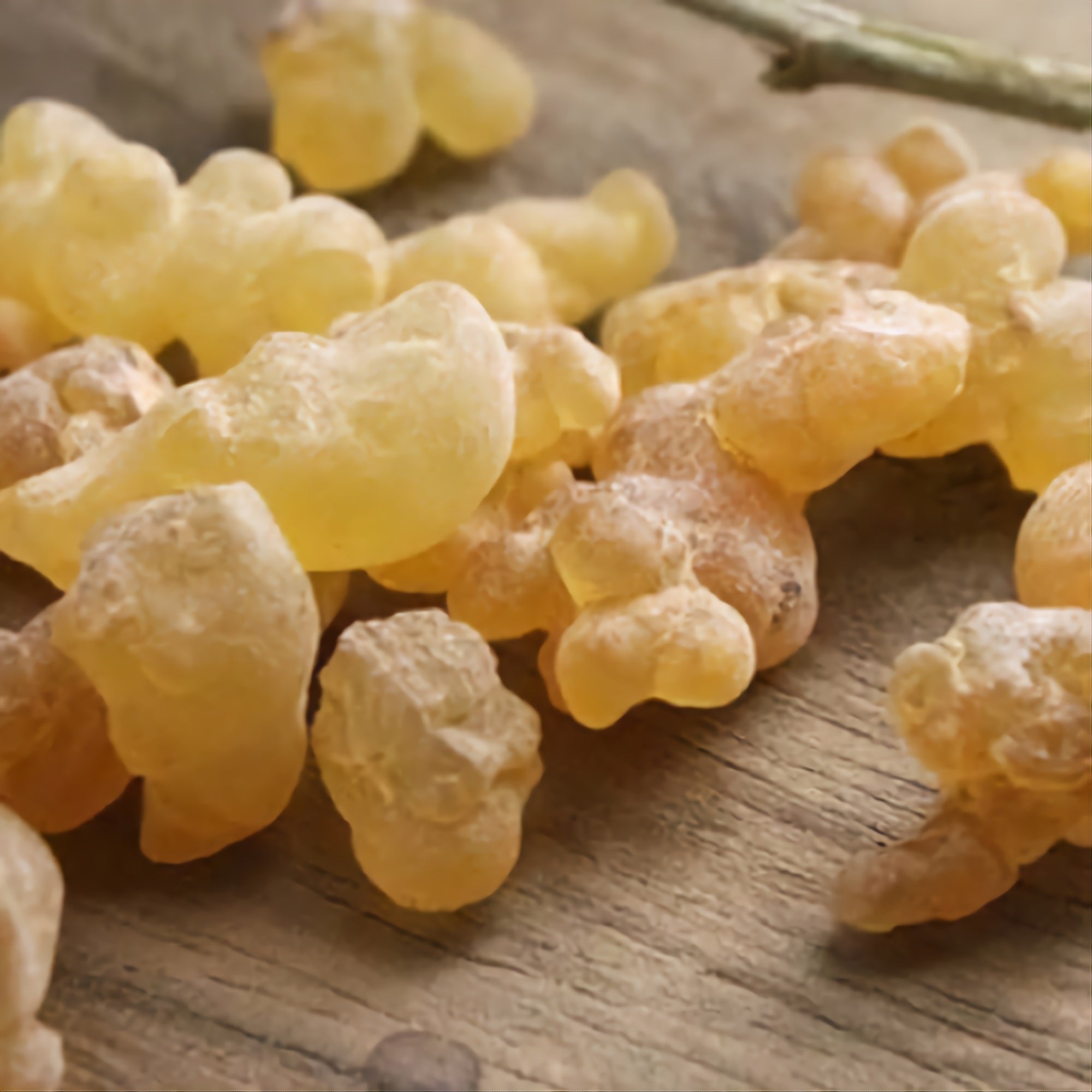 لبان الذكر → Encens (Oliban)